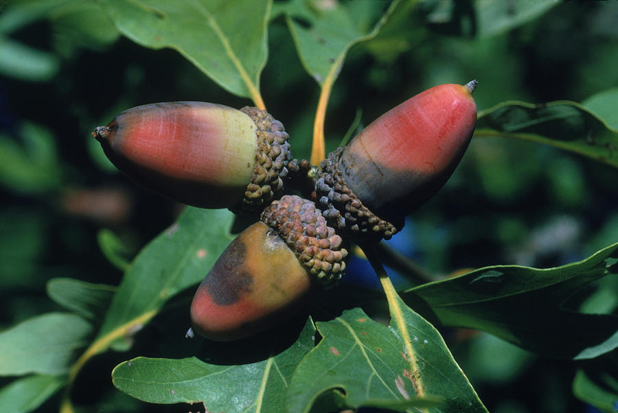 Acorns Photograph by Harry Rogers