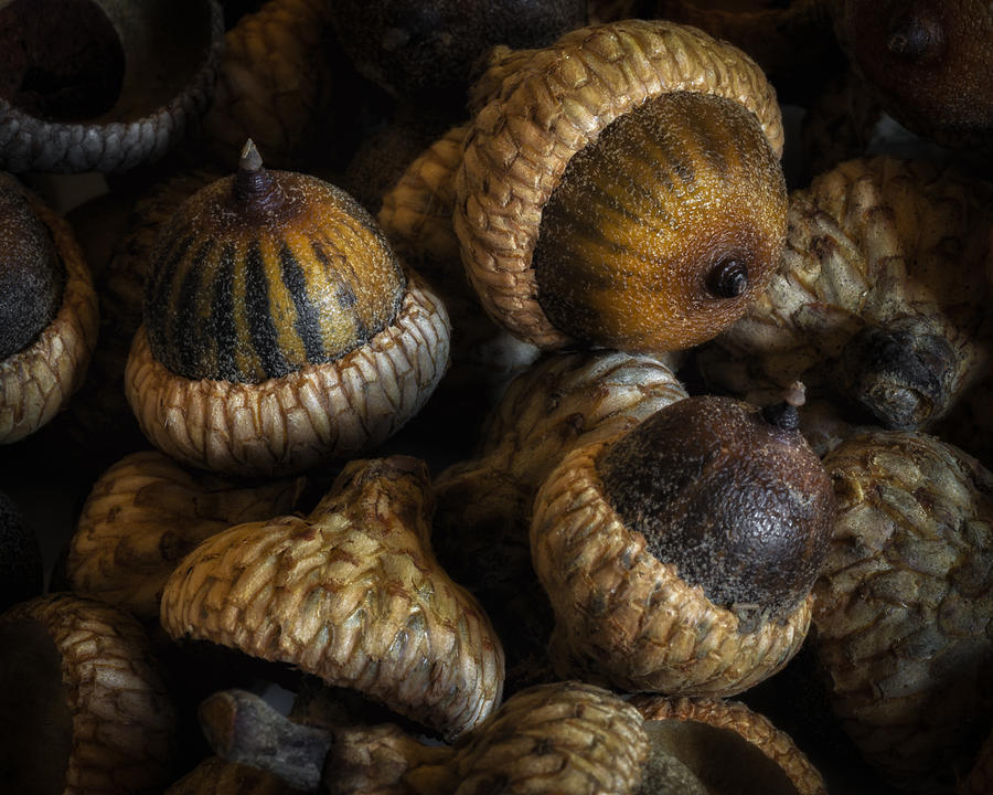 Acorns Photograph by James Barber