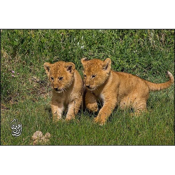 Nature Photograph - Acoue Of Lion Cubs Enjoying The Sun And by Ahmed Oujan