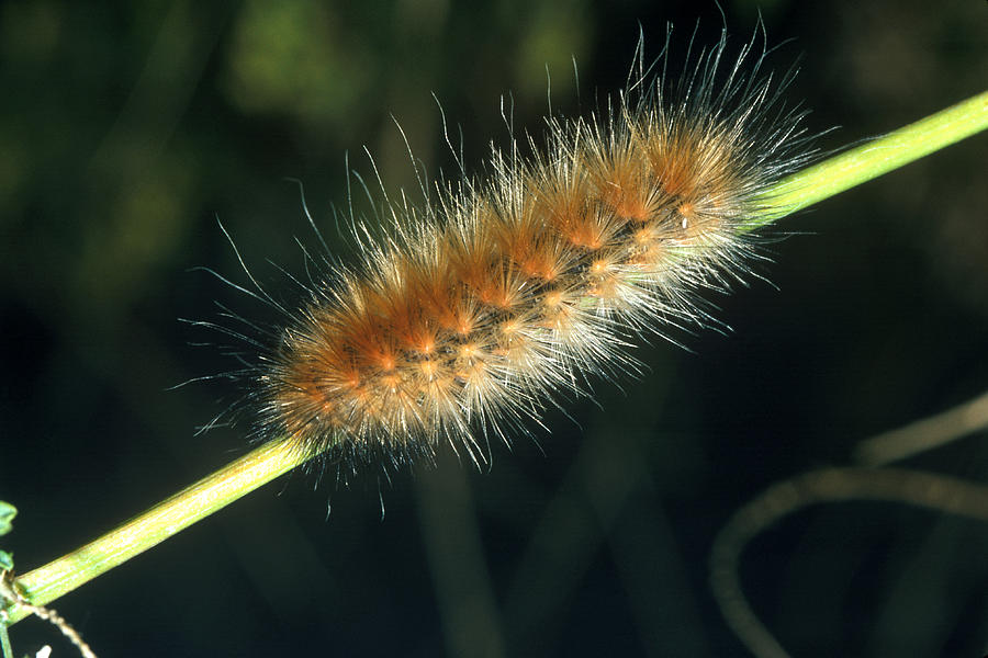 Acraea Moth Caterpillar Photograph by Robert J. Erwin