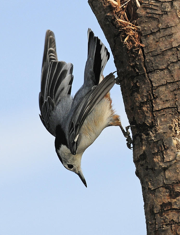 Acrobat Of The Bird World Photograph by Lara Ellis