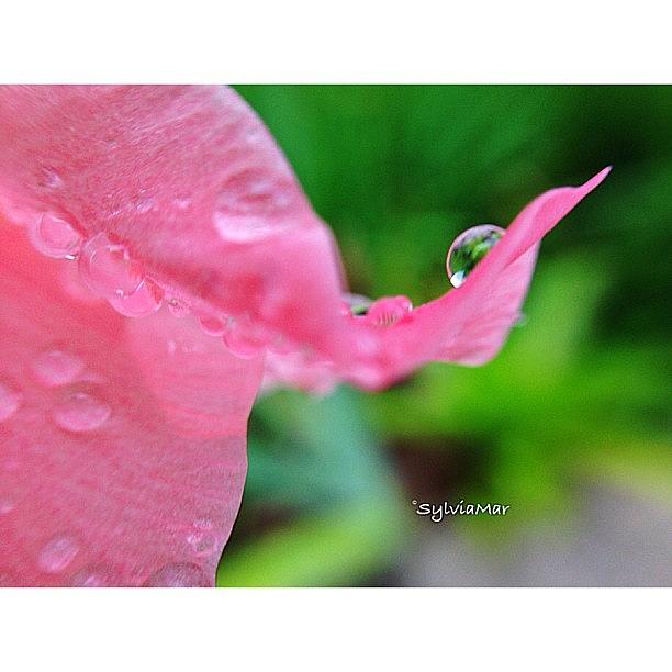 Flowers Still Life Photograph - Acrobatic petal drop by Sylvia Martinez