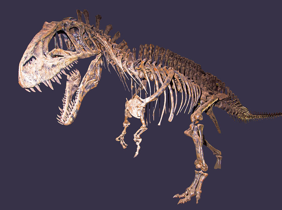 Acrocanthosaurus Photograph by Millard H. Sharp - Fine Art America