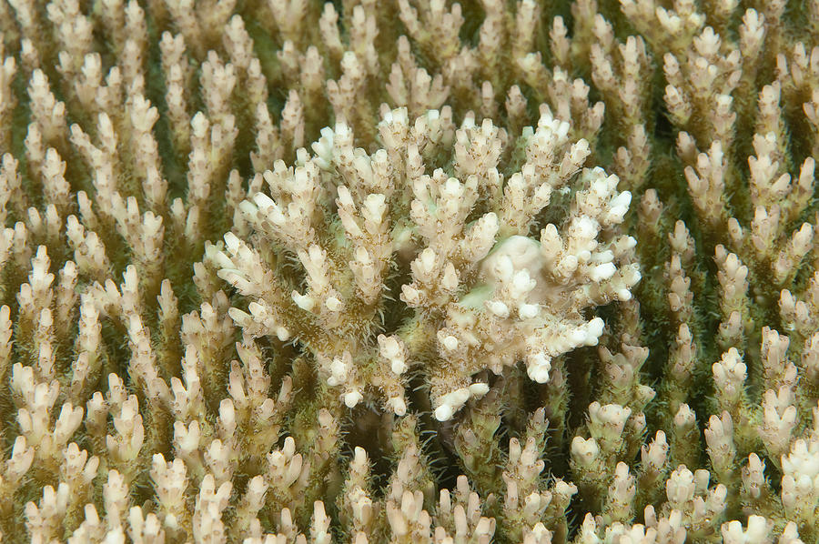 Acropora Coral, Indonesia Photograph by Andrew J. Martinez