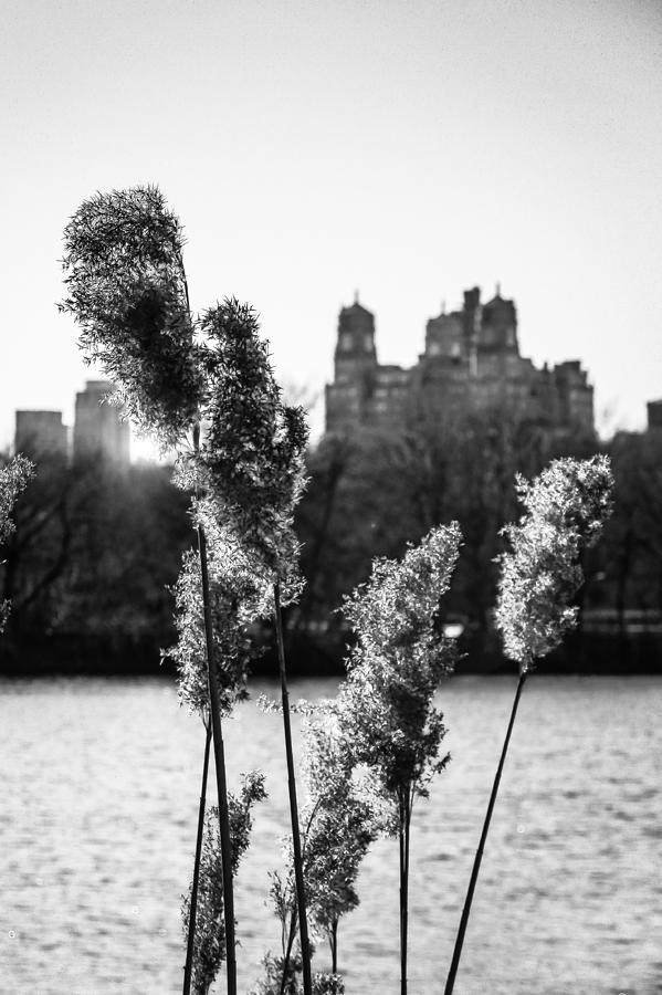 Central Park Photograph - Across the Reservoir by Jon Woodhams