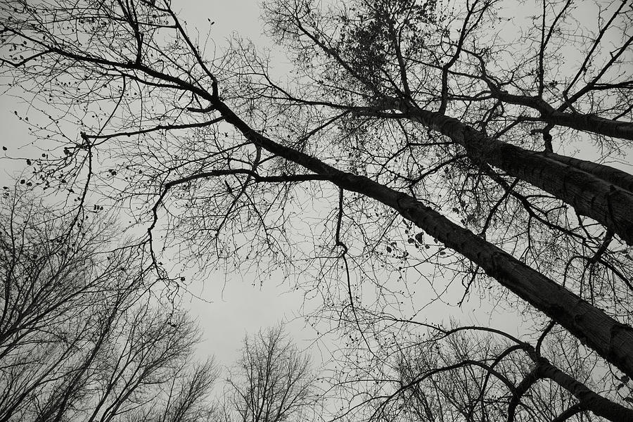 Trees Without Leaves Photograph - Across the skies by Kunal Mehra