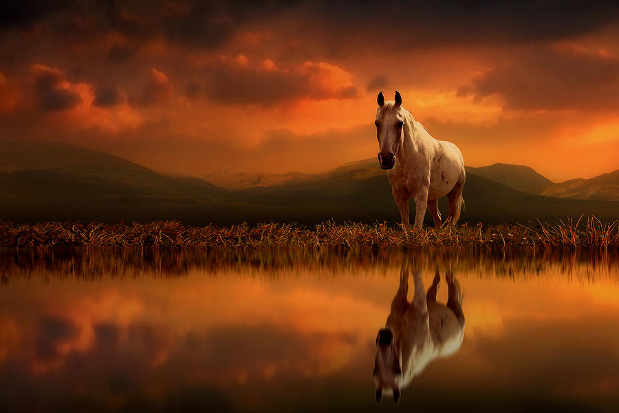 Horse Digital Art - Across the Water by Jennifer Woodward