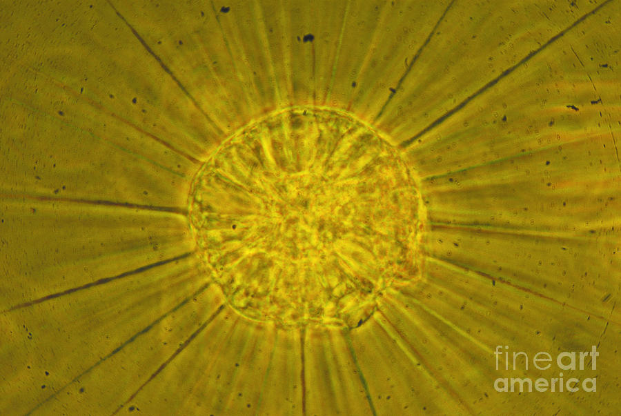 Science Photograph - Actinophrys Sol Lm by James W Evarts