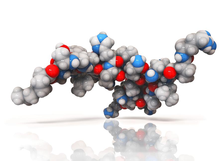 Atom Photograph - Activated ghrelin hormone molecule by Science Photo Library