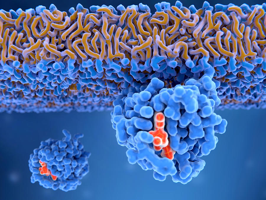 Activated Ras Protein Attached Photograph by Juan Gaertner