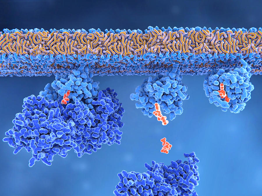 Activation Of A Ras Protein, 3d Photograph by Juan Gaertner