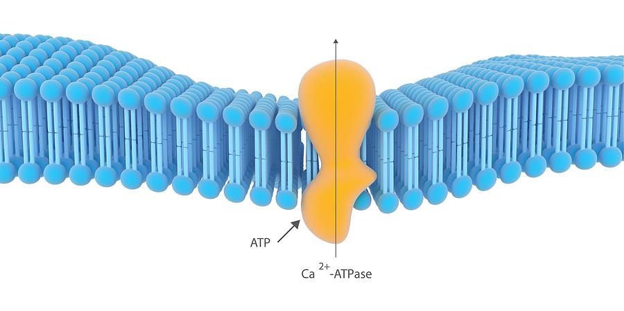 Active Membrane Transport Photograph by Science Photo Library