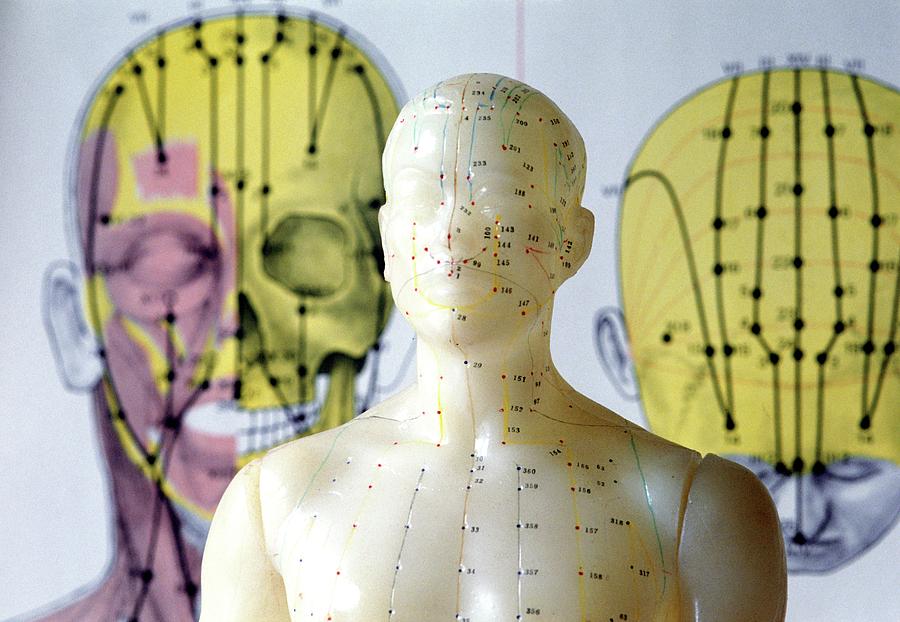 Acupuncturist's Model Showing Meridians Photograph by Andrew ...