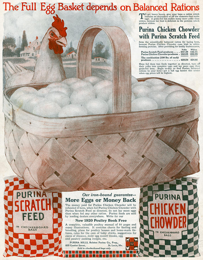 Ad Purina, 1919 Painting by Granger
