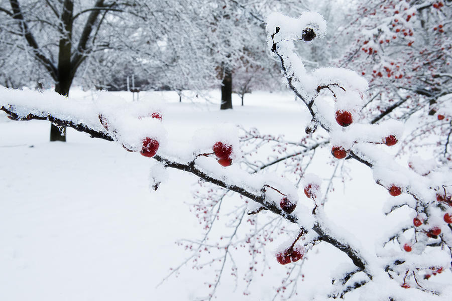 Ada Park Berries in Winter Photograph by Evie Carrier