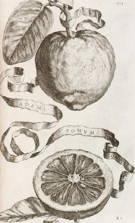 Adam's Apple Drawing by Cornelis Bloemaert Fine Art America