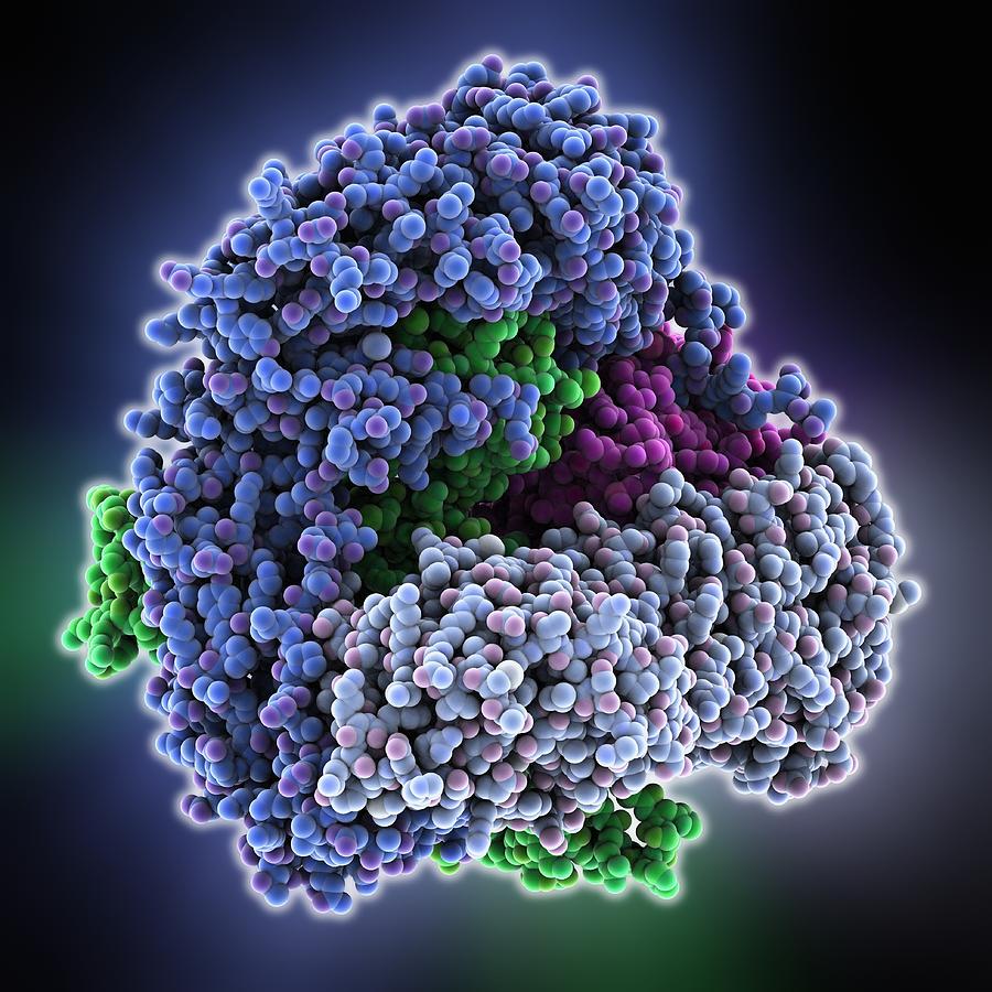 Molecule Photograph - Adaptor protein-1 molecule by Science Photo Library