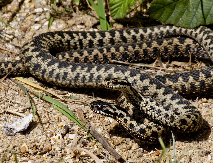 Adder Photograph by Alex Smith - Fine Art America