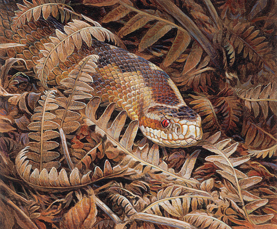 Adder Vipera Berus Snake Camouflaged Photograph by Ikon Ikon Images