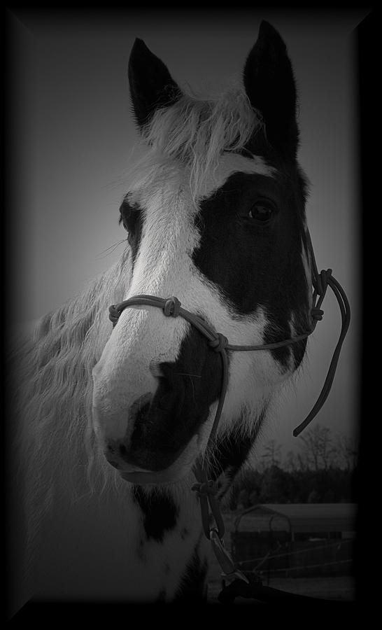 Horse Photograph - Addie Mason 2 by Karen Harrison Brown