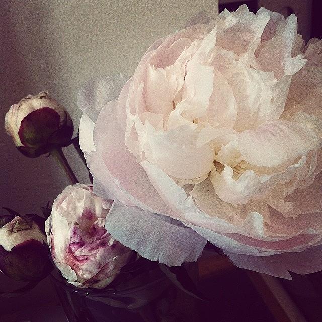 Peonies Photograph - Adding A Little Feminine Touch To My by Naomi Shaw