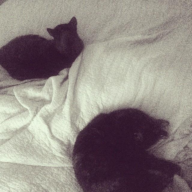 Cat Photograph - Addy Sleeps. Silky Waits by Marigan OMalley-Posada