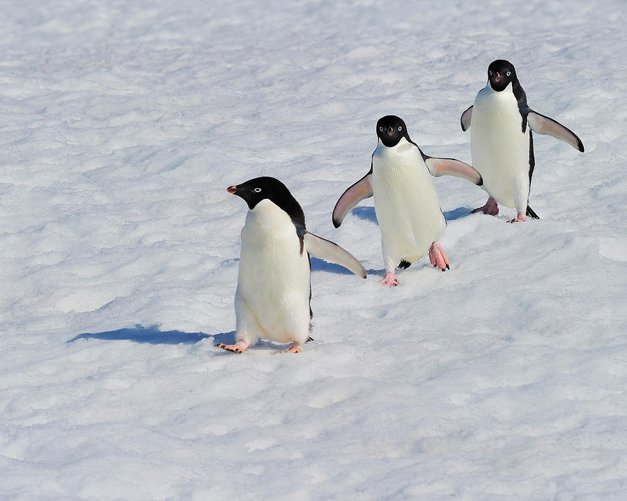 Penguin Photograph - Adelie Patrol by Tony Beck