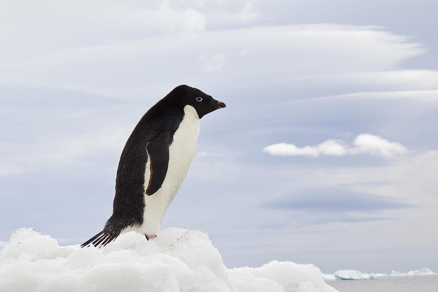 Adelie Penguin Antarctic Peninsula Photograph by Martin Hale