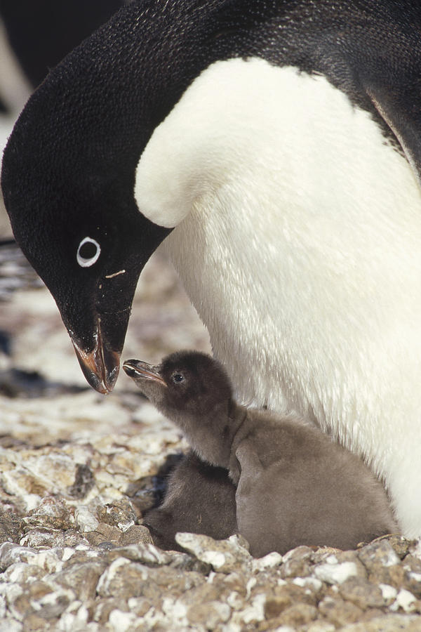 Adelie Penguin Chick Begging Parent Photograph by Tui De Roy