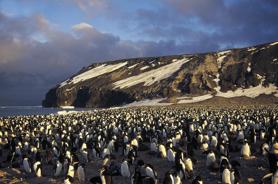 Adelie Penguin Colony Antarctica Photograph by Tui De Roy