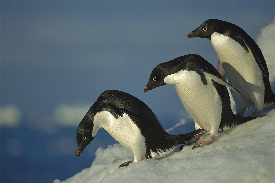 Adelie Penguin Commuting Sea Antarctica Photograph by Tui De Roy