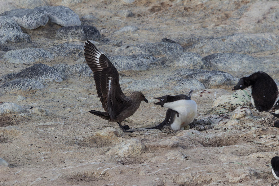 Adelie Penguin Fighting Off Skua Photograph by Ben Adkison