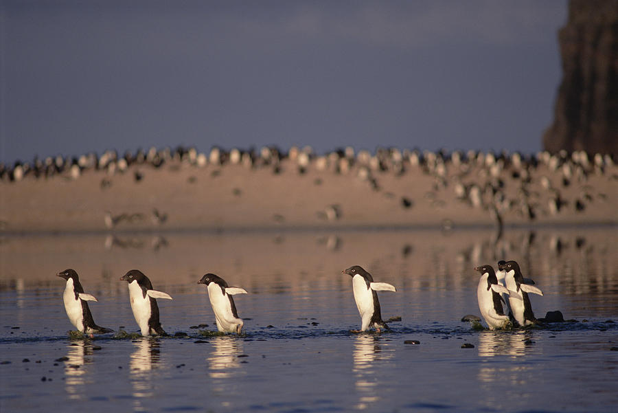Adelie Penguin Group Commuting Cape Photograph by Tui De Roy