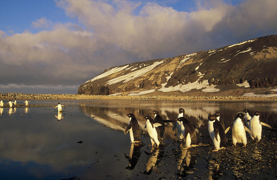 Adelie Penguin Group Commuting Ross Sea Photograph by Tui De Roy
