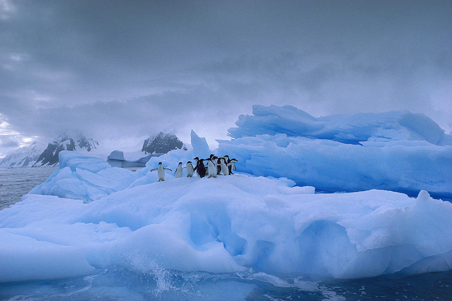 Adelie Penguin Group On Iceberg Photograph by Gerry Ellis