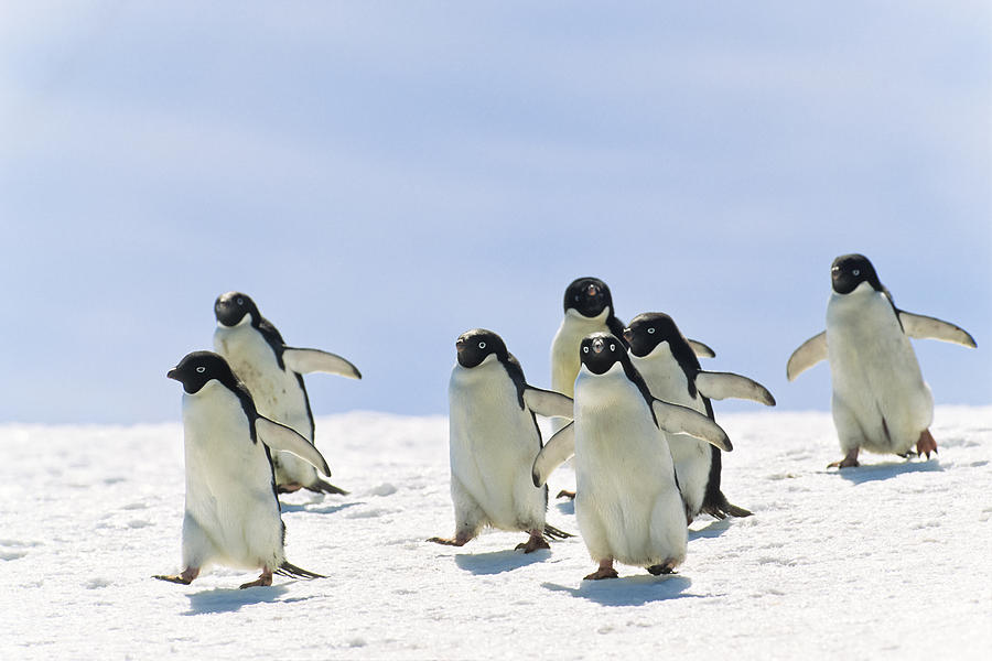 Adelie Penguin Group Running Antarctica Photograph by Konrad Wothe