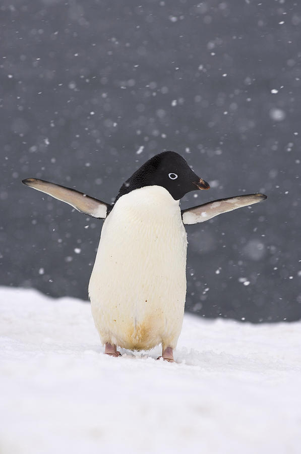 Adelie Penguin In Snowstorm Photograph by Steven Kazlowski