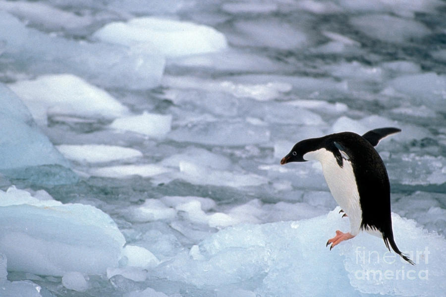 Adelie Penguin Photograph by Mark Newman