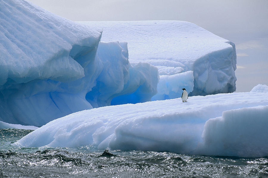 Adelie Penguin On Iceberg Weddell Sea Photograph by Tui De Roy