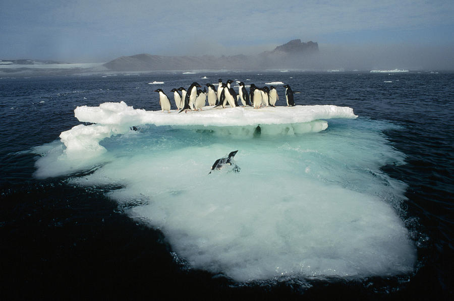 Adelie Penguin on Melting Ice Floe Photograph by Tui De Roy