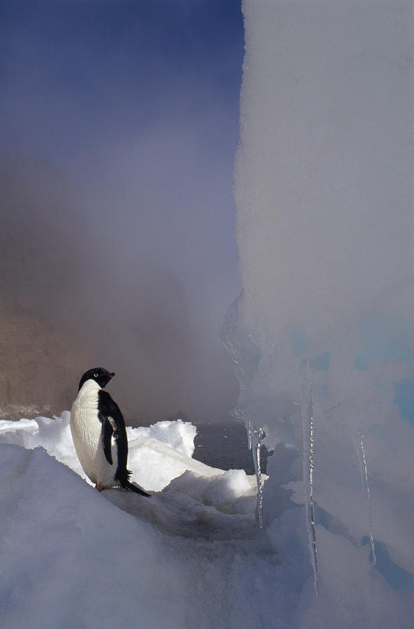 Adelie Penguin On Sea Ice Possession Photograph by Tui De Roy