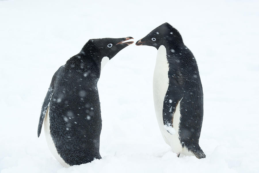 Adelie Penguin Pair Antarctic Peninsula Photograph by Kevin Schafer