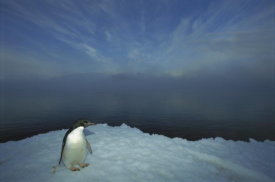 Adelie Penguin Portrait Ross Sea Photograph by Tui De Roy