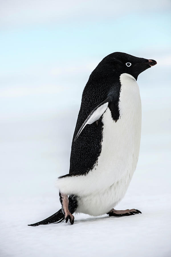 Adelie Penguin Walking On The Sea Ice Photograph by Alasdair
