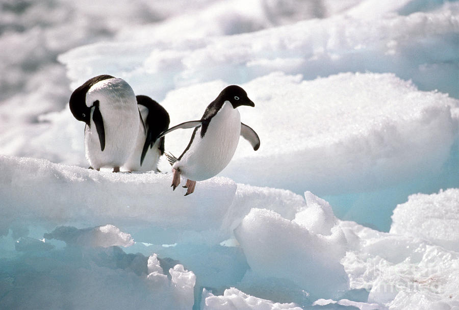 Adelie Penguins Photograph by Art Wolfe