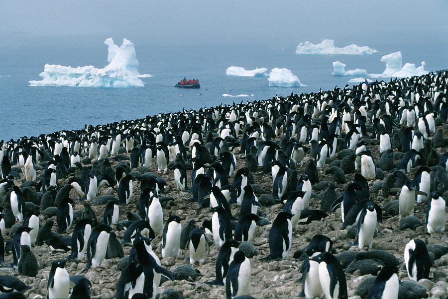 Adelie Penguins Colony Photograph by Per-Andre Hoffmann - Fine Art America