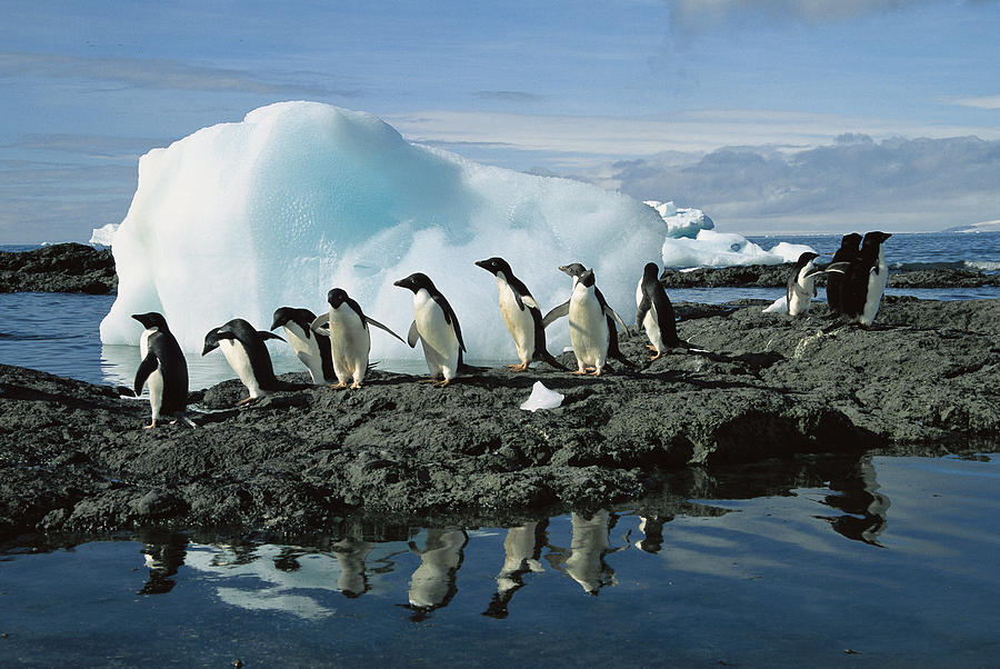 Adelie Penguins Coming Ashore Antarctica Photograph by Colin Monteath