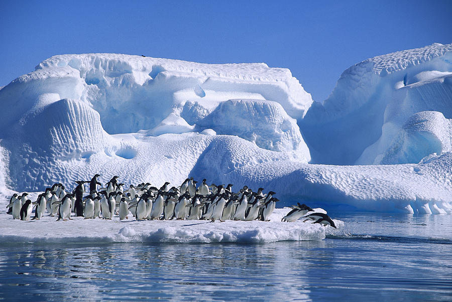 Adelie Penguins Diving From Icefloe Photograph by Colin Monteath