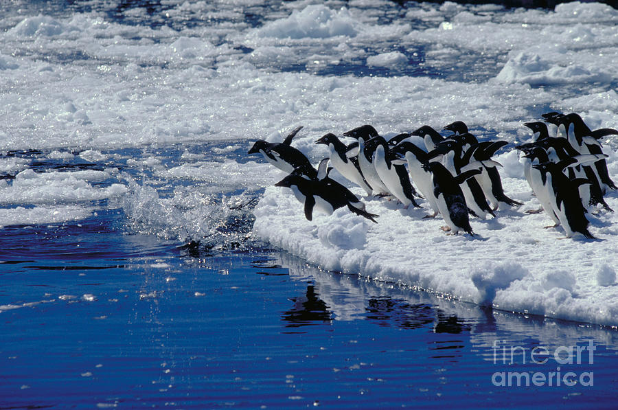 Adelie Penguins Going For A Swim Photograph by Gregory G. Dimijian