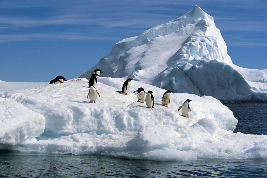 penguin on an iceberg